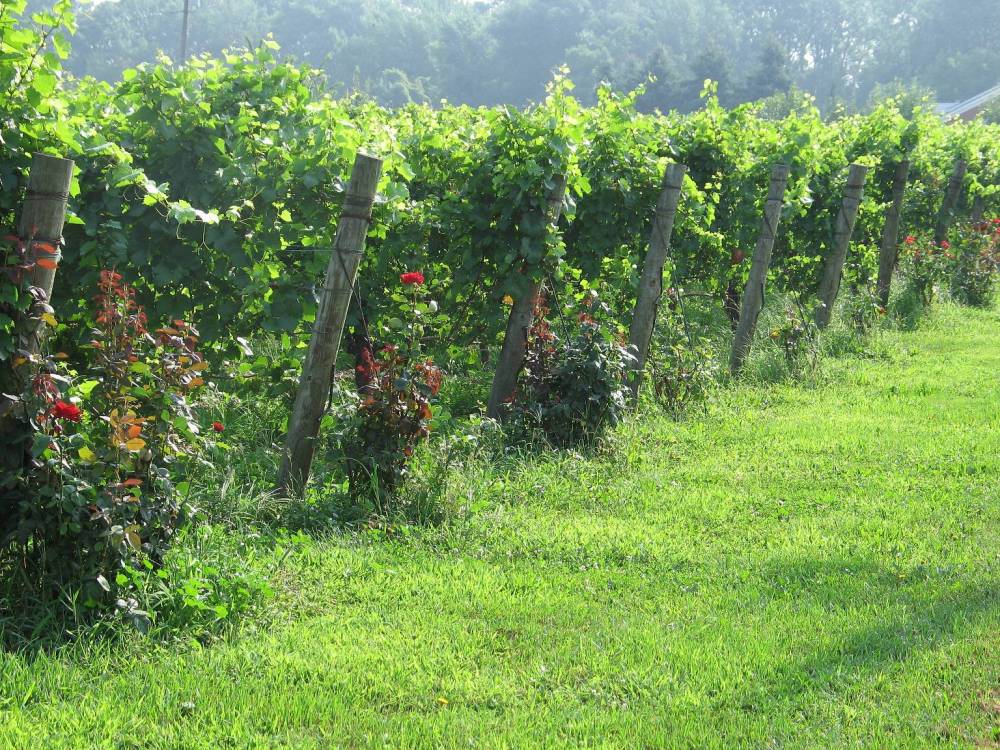 LINE 1 - NEAR NIAGARA ON THE LAKE - VINES AND ROSES 